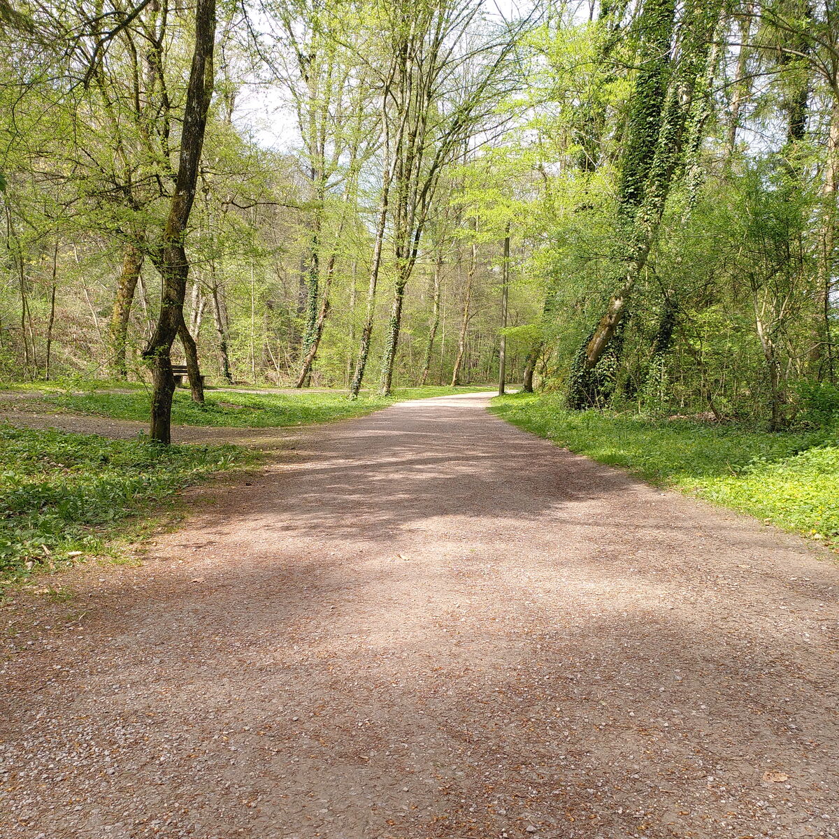 Waldweg im Frühling