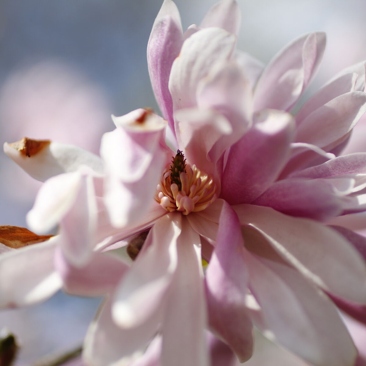 Rosafarbene Blüte, Symbol für Aufblühen durch psychotherapeutische Hilfe