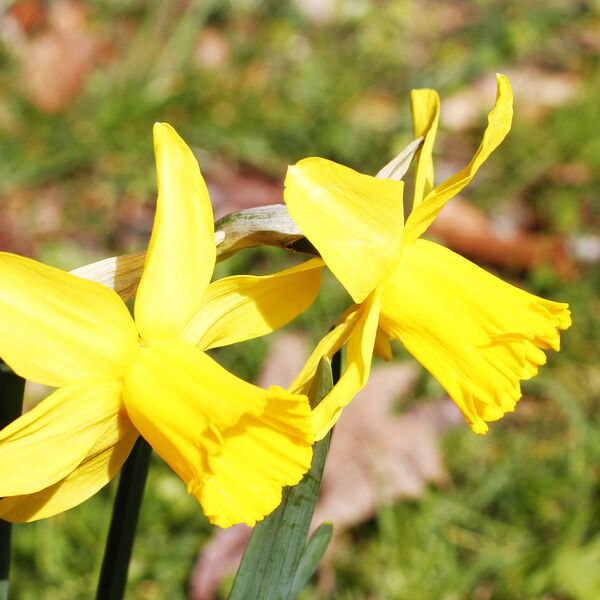 Zwei gelbe Blumen, symbolisch für ein Kennenlerngespräch