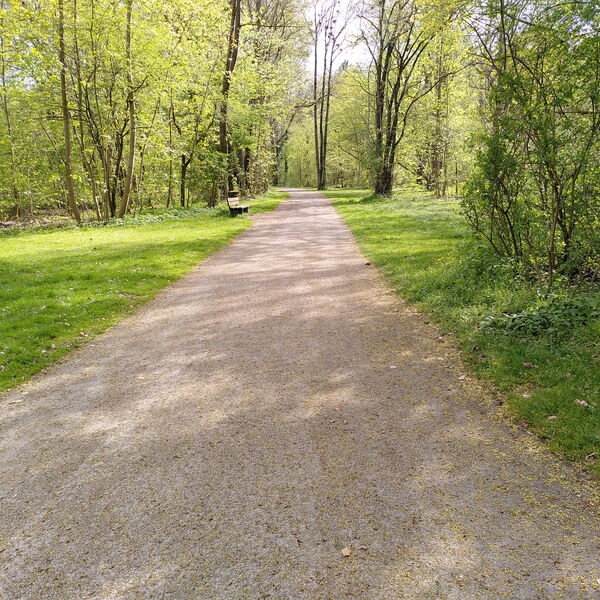 Waldweg im Frühling